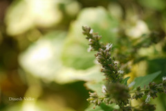 Pogostemon heyneanus